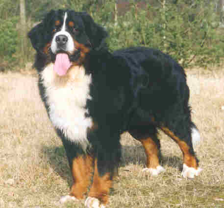 Bernese Pjotter